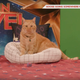 THE STAR OF CAPTAIN MARVEL.